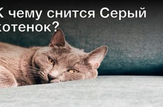 К чему снится серый цвет