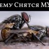 К чему снятся мухи