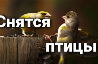 К чему снятся птицы